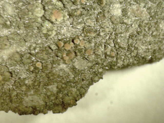 identificazione licheni rupicoli